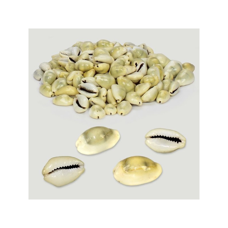 Cypraea moneta natural surtido. Bolsa 500g Cypraea moneta natural surtido. Bolsa 500g