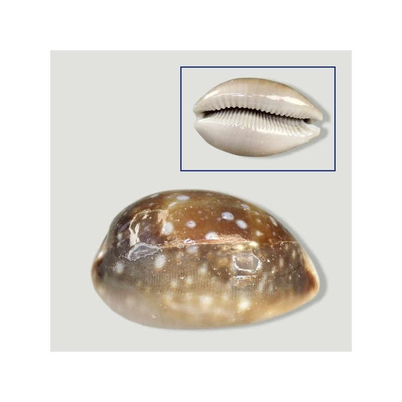 Cypraea vitellus natural surtido. Bolsa de 1kg Cypraea vitellus natural surtido. Bolsa de 1kg