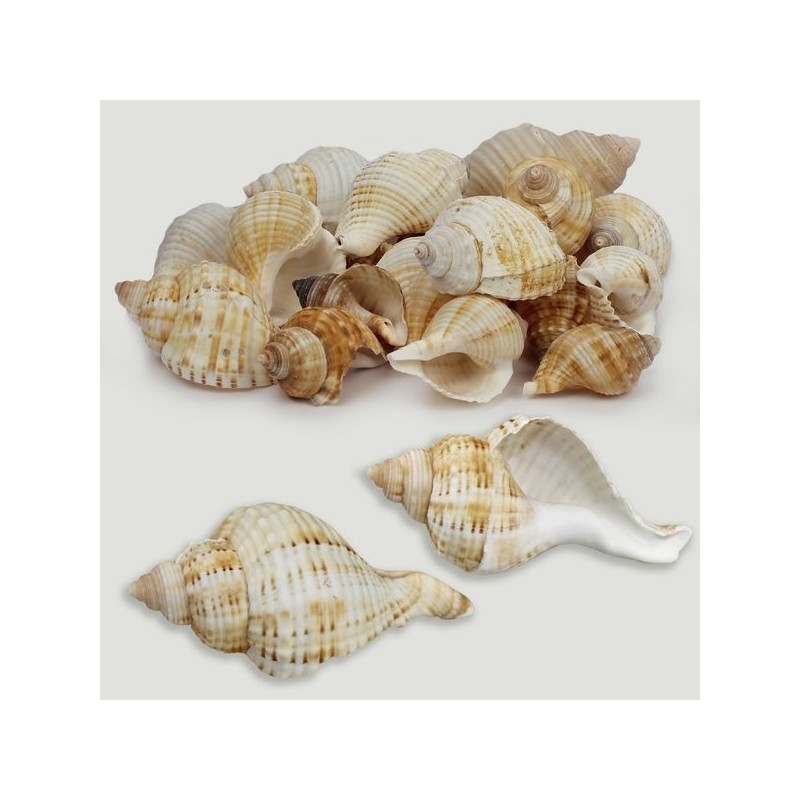 Gelagna succinta. Sac de 1kg Gelagna succinta. Sac de 1kg