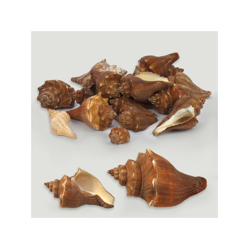 Natural Melongena spiral. Bag of 1kg Natural Melongena spiral. Bag of 1kg