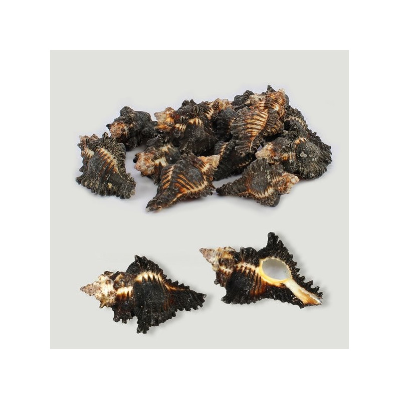Murex Chicor brunneus surtido. Bolsa de 1kg Murex Chicor brunneus surtido. Bolsa de 1kg
