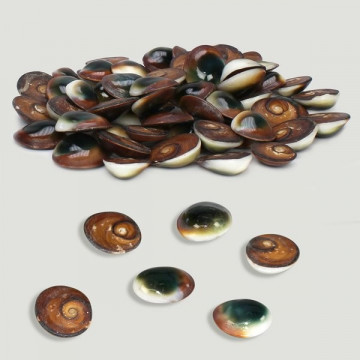 Green polished operculum. Bag of 500g