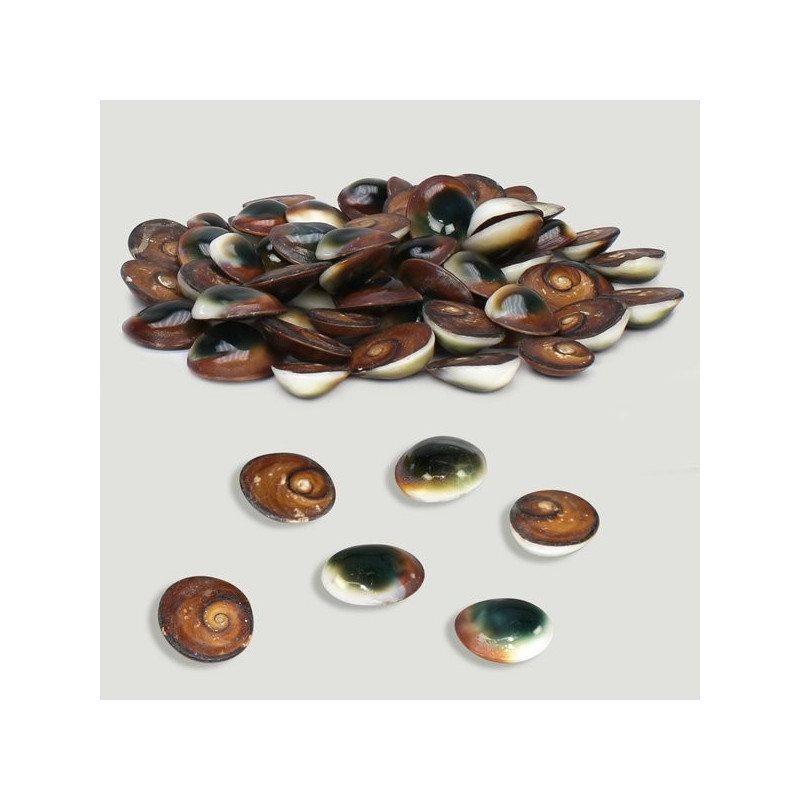 Green polished operculum. Bag of 500g Green polished operculum. Bag of 500g