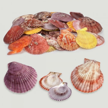 Pectinidae naturel assortiment couleurs. Sac de 1kg