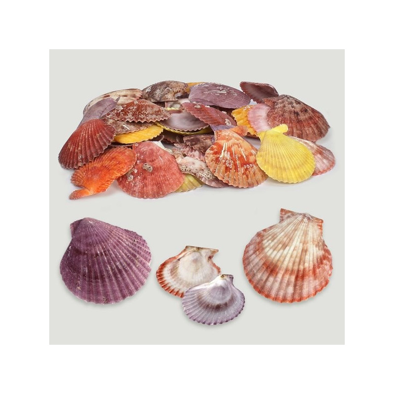 Pectinidae natural colores surtido. Bolsa de 1kg Pectinidae natural colores surtido. Bolsa de 1kg