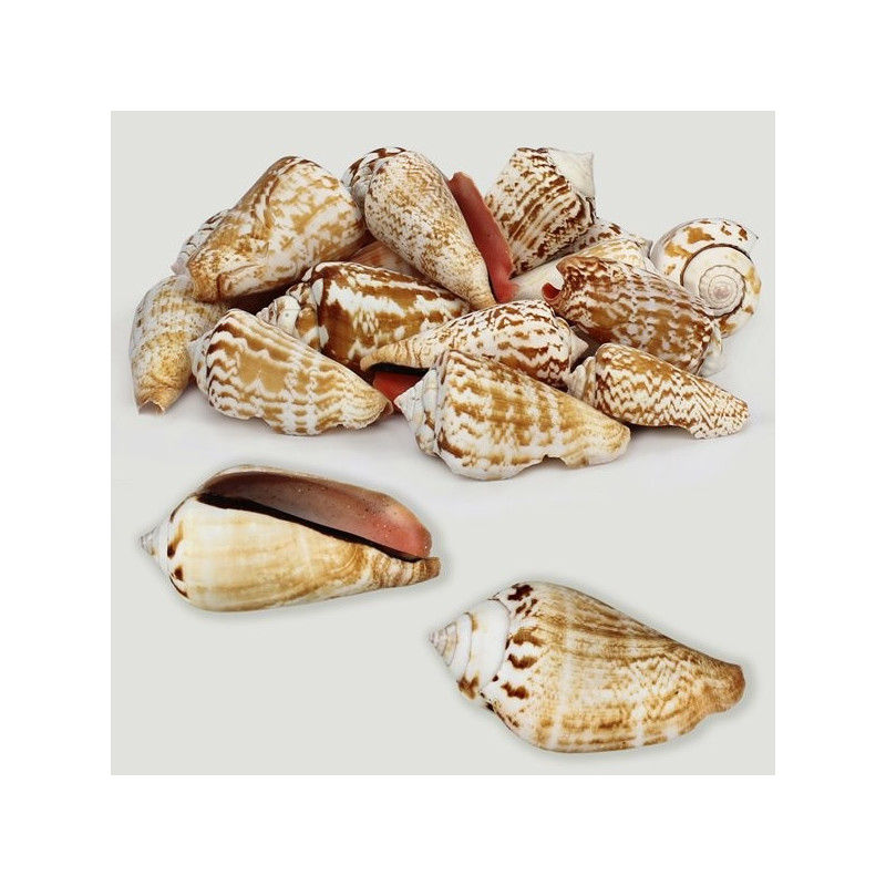 Strombus luhuanus naturel assort. Sac de 1kg Strombus luhuanus naturel assort. Sac de 1kg