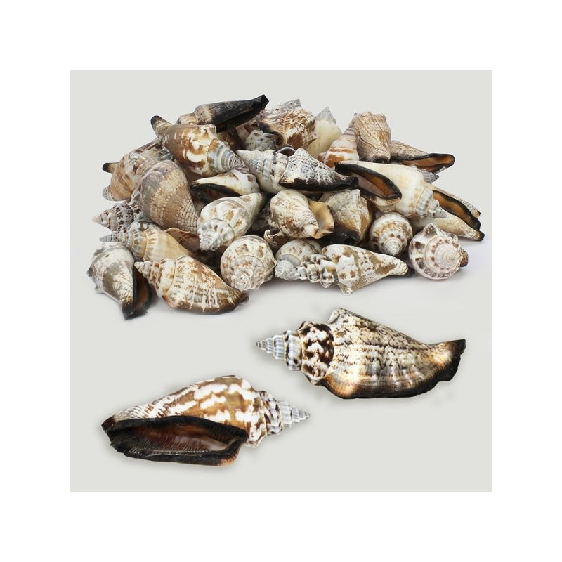 Strombus urceus natural surtido. Bolsa de 1kg Strombus urceus natural surtido. Bolsa de 1kg