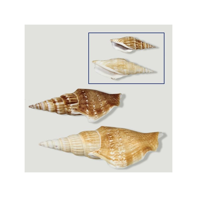 Strombus vittatus natural surtido. Bolsa de 1kg Strombus vittatus natural surtido. Bolsa de 1kg