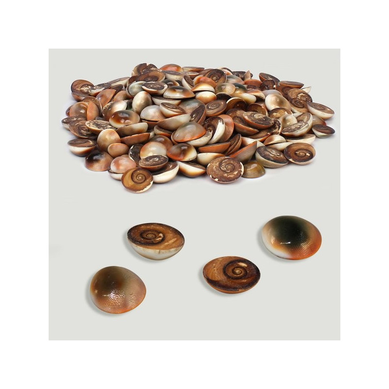 Red polished Turbo chrysost operculum. Bag of 500g Red polished Turbo chrysost operculum. Bag of 500g