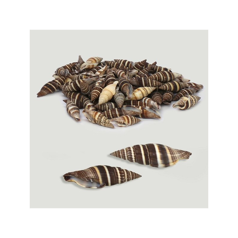 Vexillum formosense. Bolsa de 500g Vexillum formosense. Bolsa de 500g