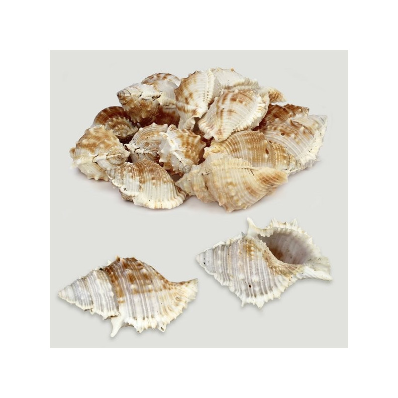 Bursa grenouille naturelle assort. Sac de 1kg Bursa grenouille naturelle assort. Sac de 1kg