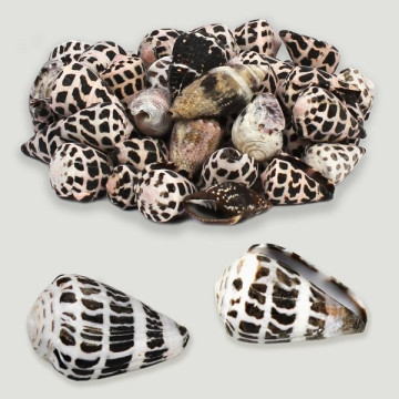Conus ebraeus pulido surtido. Bolsa de 1kg