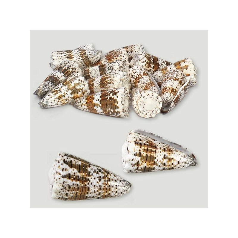 Conus imperialis pulido surtido. Bolsa de 1kg Conus imperialis pulido surtido. Bolsa de 1kg