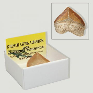 Caja 4x4 - Diente fósil tiburón. Squalicorax prist
