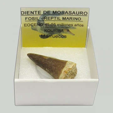 Cajita 4x4 - Diente Mosasaurio - Marruecos