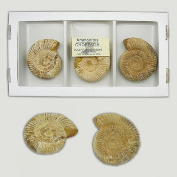 Fosil Ammonite Choffatia - 4