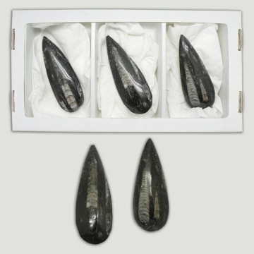 Fosil Orthoceras pulido