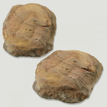 Fosil Trilobites Illaenus