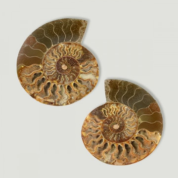 Fosil Ammonites Madagascar 19cm