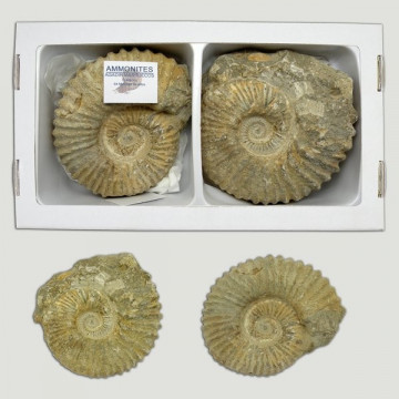 Ammonites Agadir Maroc 10-12cm