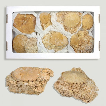 Caja Erizo mar Rotuloidea fimbriata MRC