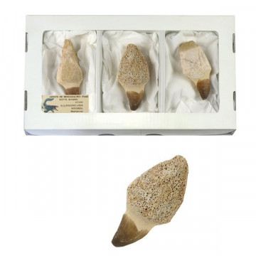 Fosil diente mosasauro 6cm con raiz