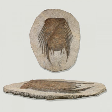 Fosil Trilobites Selenopeltis