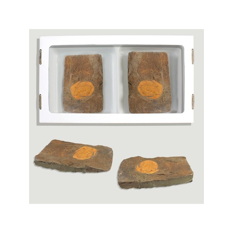 Fosil Trilobites Asaphida Fosil Trilobites Asaphida
