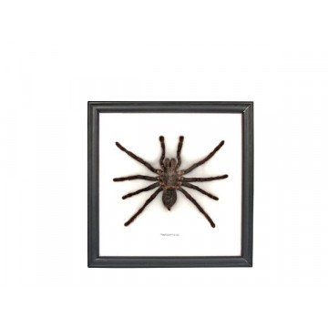 Marco con 1 araña 20x20cm