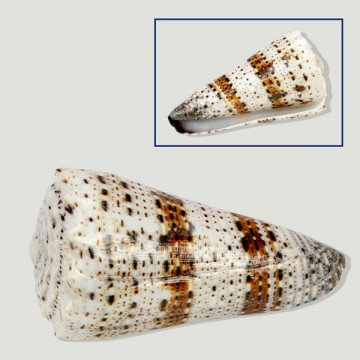 Conus imperialis +7cm