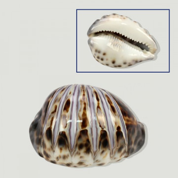 Cypraea tigris tallada abanico 7,5-8,5cm