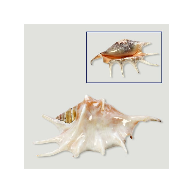Lambis lambis blanco pulido 20cm aprox Lambis lambis blanco pulido 20cm aprox