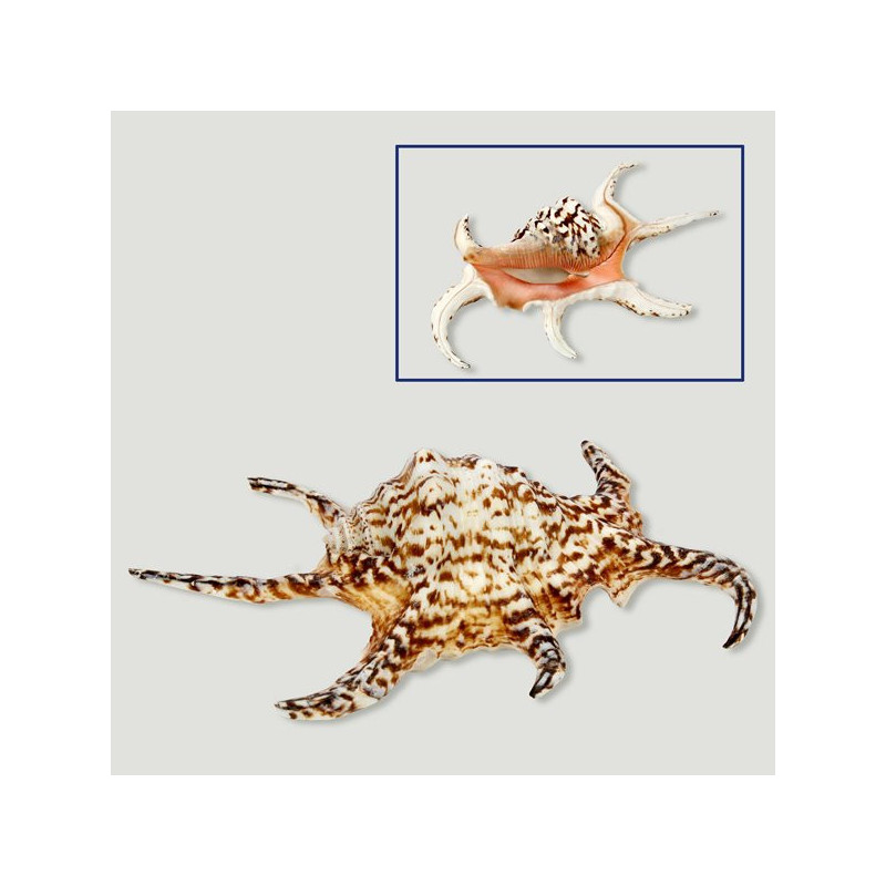 Lambis chiragra 12-18cm Lambis chiragra 12-18cm