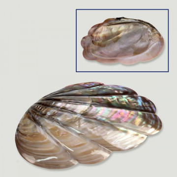 Mussel tallado en abanico 17-19cm