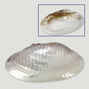 Mussel tallado en abanico 18-21cm