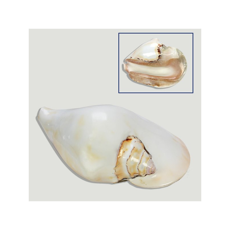 Strombus latissimus blanco 15cm aprox Strombus latissimus blanco 15cm aprox
