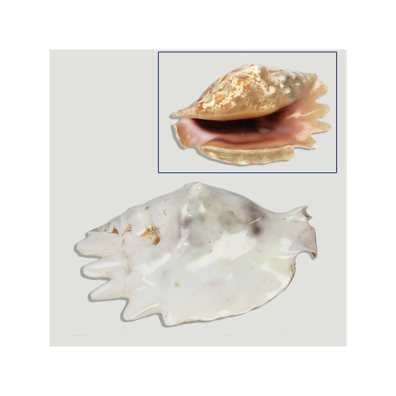 Strombus sinuatus pulido blanco 10cm aprox Strombus sinuatus pulido blanco 10cm aprox