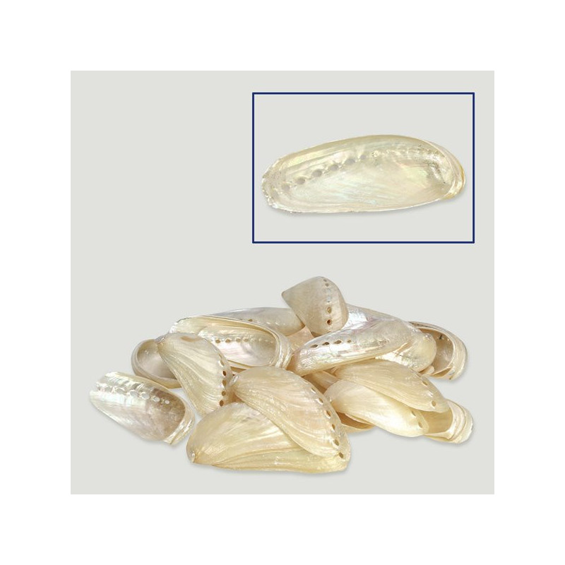 Haliotis asinina perlada 7cm. Surtido. Bolsa de 500gr Haliotis asinina perlada 7cm. Surtido. Bolsa de 500gr
