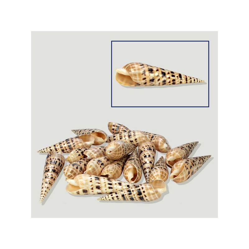 Terebra maculata. Surtido. Bolsa de 1KG Terebra maculata. Surtido. Bolsa de 1KG
