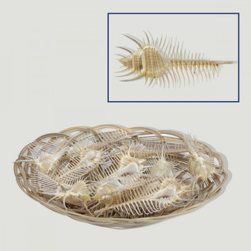 Murex pecten 11cm CESTA (10 uds)