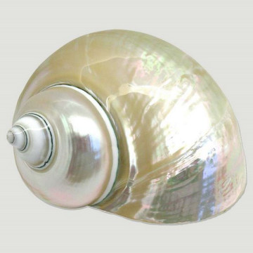 Turbo burges perlado +11cm