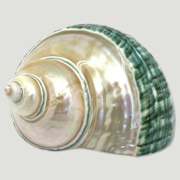 Turbo burges perlada y pulida +7cm