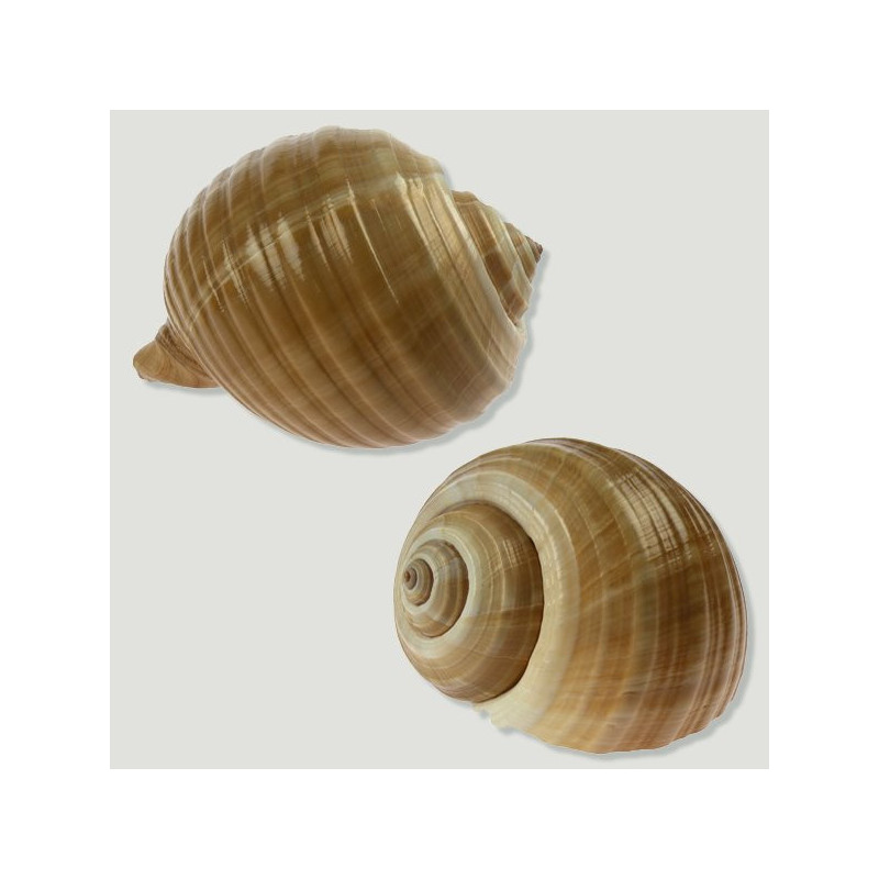 Tonna cepa 13cm Tonna cepa 13cm