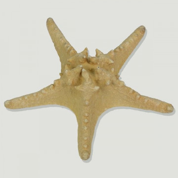 Estrella de Mar con nudos 25-30cm
