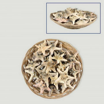 Estrella de Mar natural cesta 25uds 8-10cm