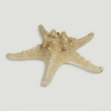 Estrella de Mar natural +15cm