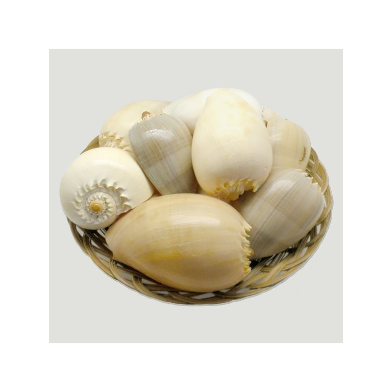 Melo broderipi natural +13cm CESTA 12uds Melo broderipi natural +13cm CESTA 12uds