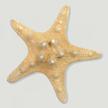 Estrella mar espinosa  8-10cm