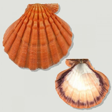 Lyropecten subnodobus naranja 15cm