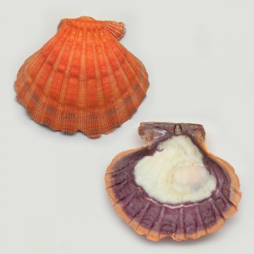 Lyropecten subnodobus naranja natural pareja B